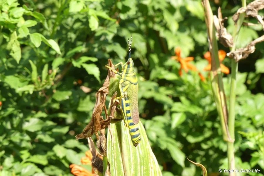 The king of the leaf eaters
